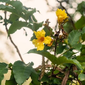 Markhamia lutea - Tulipe du Nil