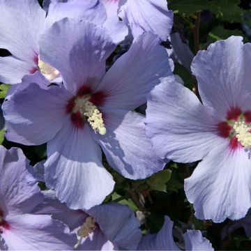 Altea Azurri - Hibiscus syriacus