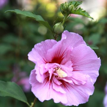 Altea Purple Pillar - Hibiscus syriacus