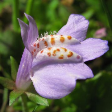 Mazus miquelii Mazus miquelii