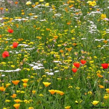 Mezcla para terrenos secos