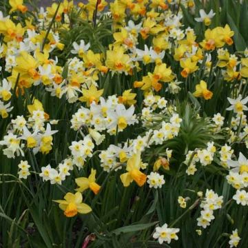 Colección de 45 Mini Narcisos