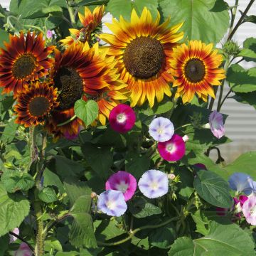Mezcla de flores pantalla de privacidad (girasoles y trepadoras)