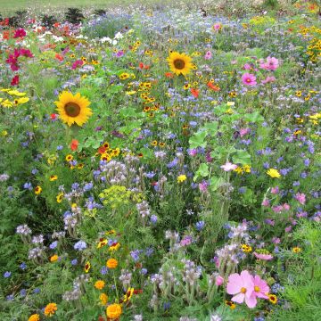 Mezcla de flores para Abejas BIO