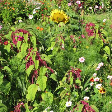 Mezcla de flores para pájaros BIO
