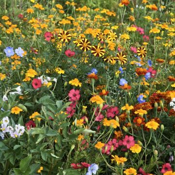 Mezcla de flores para controlar el escarabajo de la patata