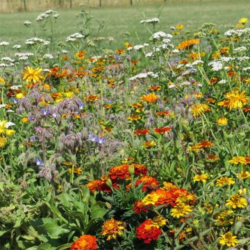 Mezcla de flores para controlar babosas
