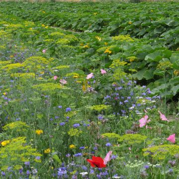 Mezcla de flores protectoras del huerto BIO