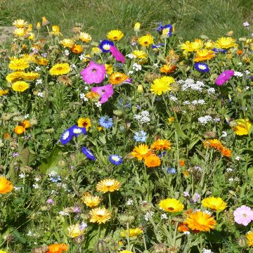 Mezcla de flores tapizantes anuales y viváceas de producción francesa.