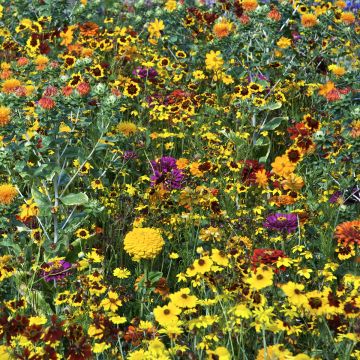 Mezcla de flores tintóreas