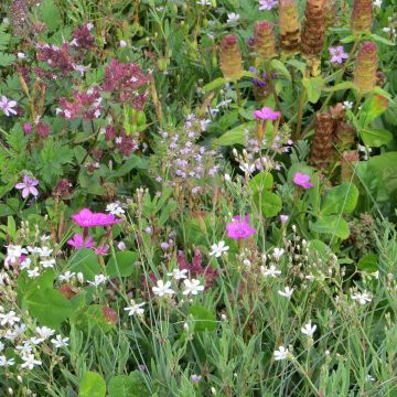 Mezcla de flores viváceas Plantas cubresuelos, para suelos secos y superficiales