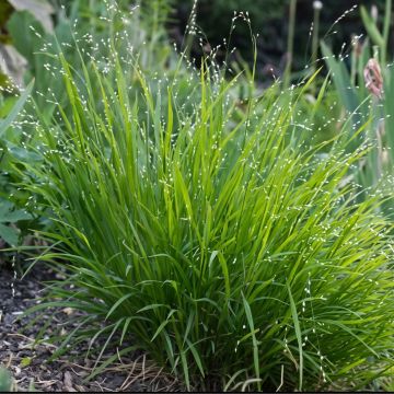 Melica uniflora var. albida