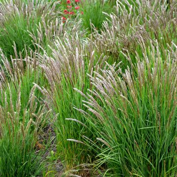 Melica ciliata - Espiguillas de seda