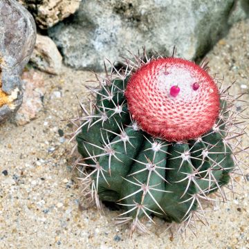 Cactus - Melocactus azureus