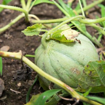 Melón Charentais - Vilmorin