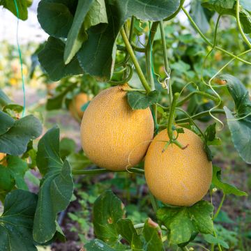 Melón Galia
