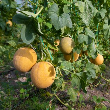Melón Ogen