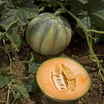 Melón Rubens