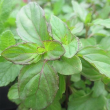 Menta bergamota Eau de Cologne