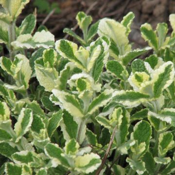 Mastranzo Variegata