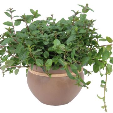 Menta chocolat (planta)