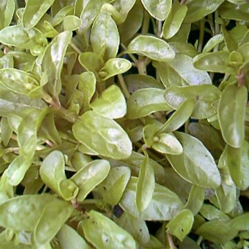 Poleo - Mentha pulegium