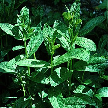 Hierbabuena Verte vraie