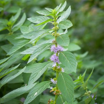 Menta silvestre plátano - Mentha arvensis