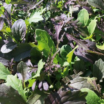 Mezclum Dragon Mix BIO - Mesclun asiático