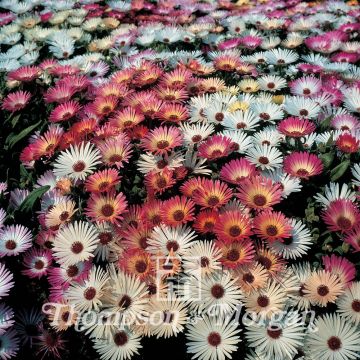 Mesembryanthemum criniflorum Sparkles Mixed
