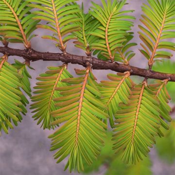 Metasequoia glyptostroboides Amber Glow - Metasecuoya
