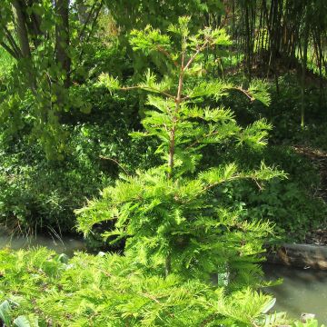 Metasequoia glyptostroboides Chubby - Metasecuoya
