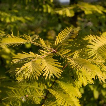 Metasequoia glyptostroboides Gold Rush - Metasecuoya