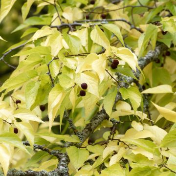 Celtis occidentalis