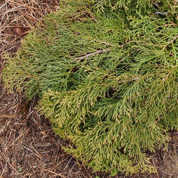 Microbiota decussata Fuzzball - Ciprés siberiano