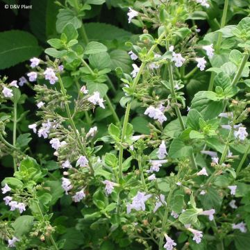 Micromeria - Micromeria thymifolia
