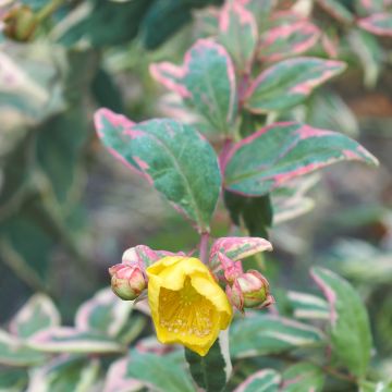 Hypericum moserianum Tricolor - Hipérico