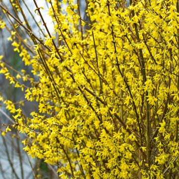 Forsythia intermedia Mindor