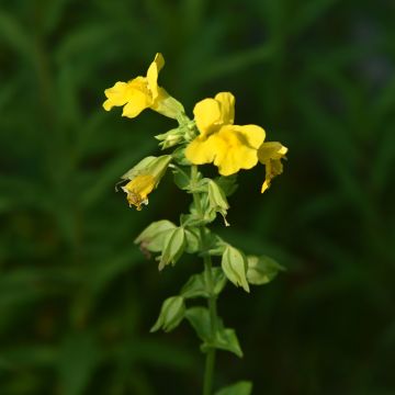 Mimulus luteus - Mímulo