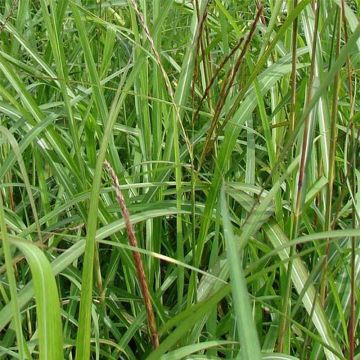 Miscanthus sinensis August Feder