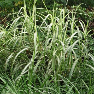 Miscanthus sinensis var.condensatus Cabaret
