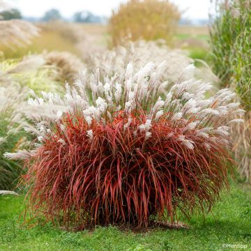 Miscanthus Lady in Red - Eulalia