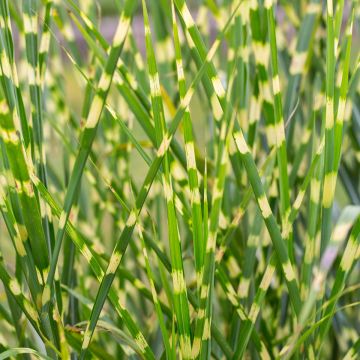 Miscanthus sinensis Giraffe - Eulalia