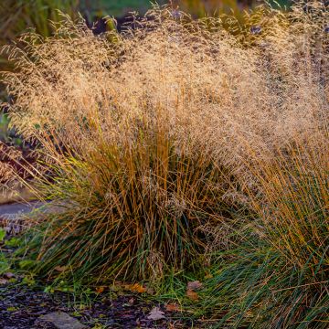 Molinia caerulea Moorflamme - Boja
