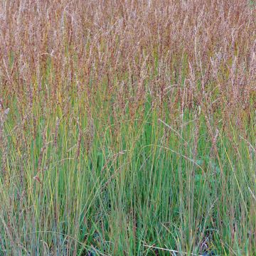 Molinia caerulea Moorhexe - Boja