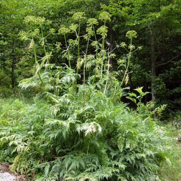 Molopospermum peloponnesiacum - Coscoll