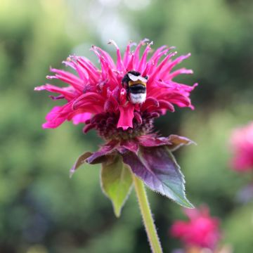 Monarda Bee-True - Bergamota silvestre
