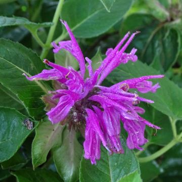 Monarda fistulosa Tetraploid - Bergamota silvestre