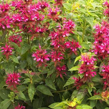 Monarda didyma Dancing Bird - Bergamota silvestre