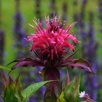 Monarda Scorpion - Bergamota silvestre